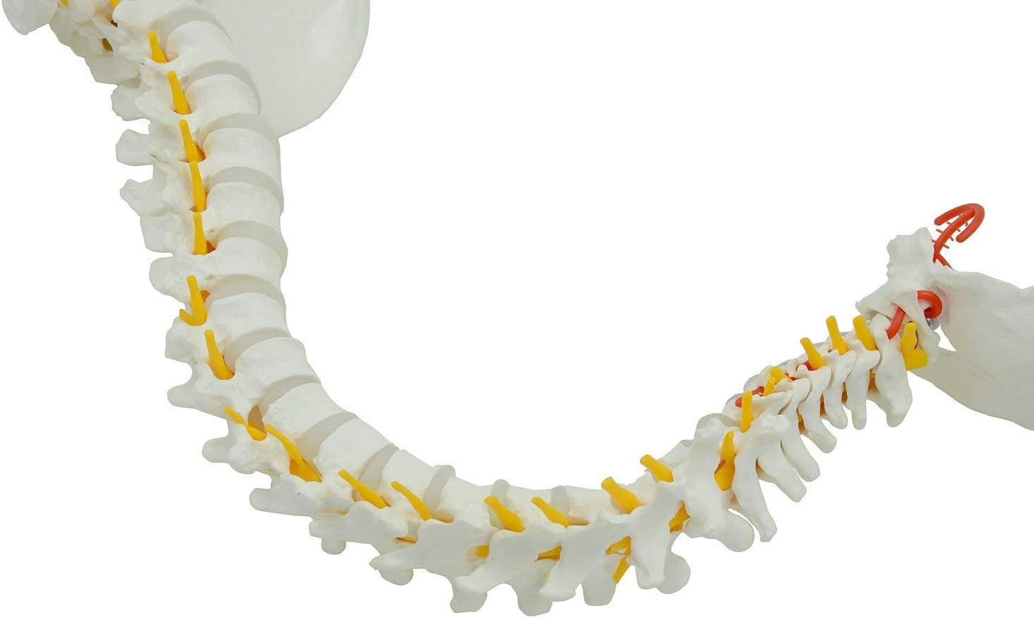 Model Animals Skull Base and Pelvis Flexible Spine Model with Stand