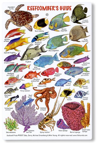 Reefcomber S Guide Id Card Fishes Corals