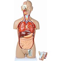 特別セーフ ALGARA ANATMIA HUMANA ゲームキャラクター - bedrifts ...