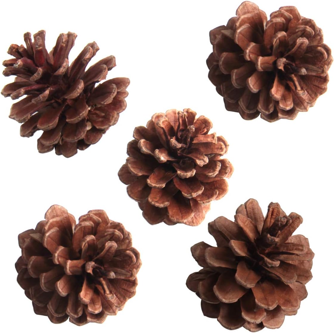 Vase Fillers - SBYURE 20 Pack Bulk Package of Natural Pinecones for Crafts Home Decor Vase Filler