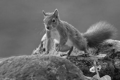 Amazon Co Jp リスの壁紙 動物の壁紙 7092 白黒の キャンバス ステッカー 印刷 壁紙ポスター はがせるシール式 写真 特大 絵画 壁飾り1cmx80cm ホーム キッチン