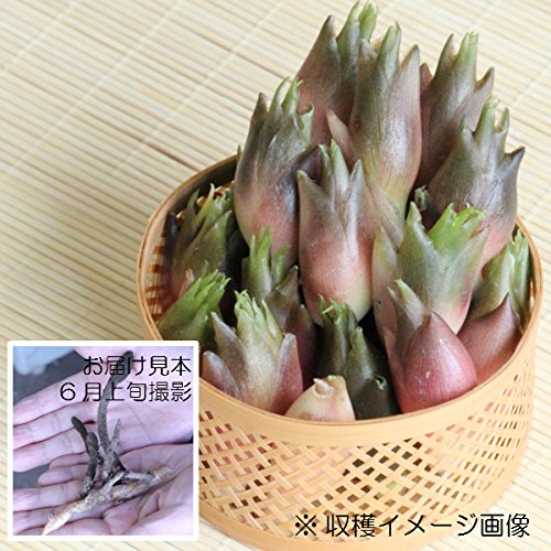 山菜苗 早生ミョウガ 夏茗荷 素掘り苗1000株 紫桜館山の花屋 B072zypp3t ガーデン 超ポイントバック祭