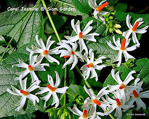 Siam Garden Live Coral Jasmine Night Flowering Parijaat Harsingar Live Plant Buy Online In United Arab Emirates At Desertcart Ae Productid 140641976