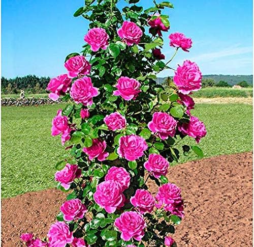 Seed House-KOUYE 50pcs Climbing Rose Seeds Hardy Perennial Flower Seeds Rambler Roses bee-Friendly Flower Seeds for Garden Balcony Decor