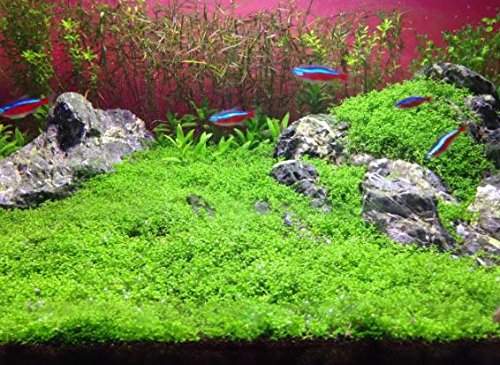 Mainam (3-Cup) Dwarf Baby Tears Carpet Imported Direct from Grower Live Aquarium Plants Tissue Culture for Freshwater Aquatic Plant Tank