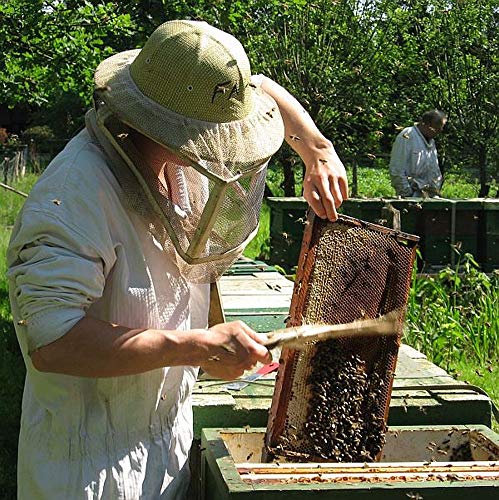 Manuka Honig MGO 500+ (500 g) aus Neuseeland | Laborgeprüft, reines Naturprodukt – Bild 3