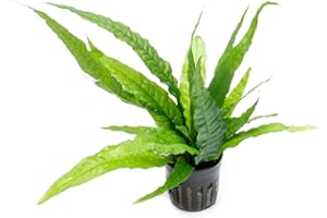 SubstrateSource Java Fern Live Aquarium Plants - Potted Freshwater Plant for Fish Tanks - Beginner Friendly, Low Light (Java Fern, 1 Pot)