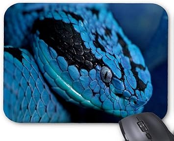 Amazon Com Blue Viper Snake Mouse Pad 9 8 X 7 8 In Office Products