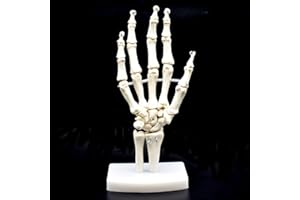 XINDAM Human Hand Skeleton Model on Base, Hand Bone,Life Size, Articulated