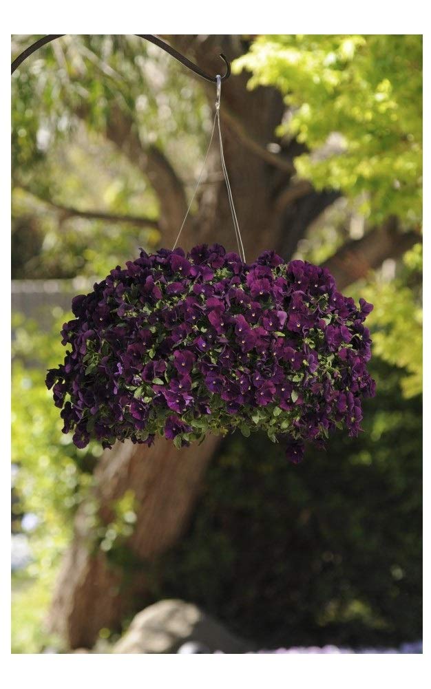 PREMIER SEEDS DIRECT - Pansy Trailing Winter Flowering - Cool Wave - Purple - 16 Seeds