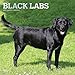 2019 Wall Calendar with Black Labrador Retriever Photos 12-Month - 12x12