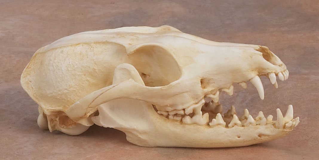 Gray Fox Skull Replica Science Lab Biology Classroom Supplies Amazon Com Industrial Scientific