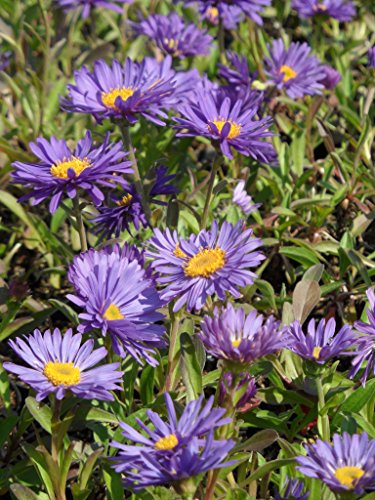 Aster alpinus Goliath - Lila Frühlingsaster, 3 Pflanzen im 7/6 cm Topf – Bild 7
