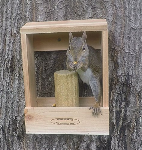 Deluxe Combination Squirrel Feeder Import It All