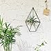 1 PCS Rustic Wall Mount Hanging Irregular Pentagon Geometric Metal Tillandsia Air Plants Holder Rack Black Wall Accent Decor (Black)