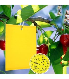 Baum Barrier Tape 50m - Klebeband Gegen Raupen & Ameisen, Pflanzenschutz Für Garten & Obstbäume