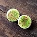 Pair - Pistachio Green Glass Essential Oil Ear Plugs Organic Handmade Ceramic double-flared body jewelry