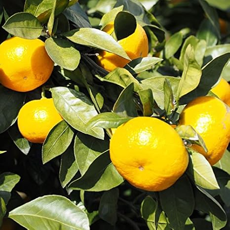 Amazon みかん 苗木 青島温州 あおしまうんしゅう 3年生 接ぎ木 大苗 植木