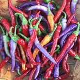 BVENA MULATO Pepper Seeds &shy;&shy;&shy;&shy;&shy;&ndash; Pack of 50+ Hot Chili Pepper Seeds &ndash; USA Grown &shy;&ndash; Premium Non-GMO Cayenne Pepper Seeds for Planting in Your Garden