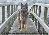 Image de The German Shepherd Longcoat 2018: Longcoat German Shepherd in Natural Surroundings. (Calvendo Animals)