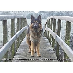 The German Shepherd Longcoat 2018: Longcoat German Shepherd in Natural Surroundings. (Calvendo Animals)