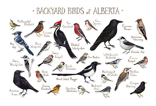 Amazon Com Backyard Birds Of Alberta Canada Field Guide Art