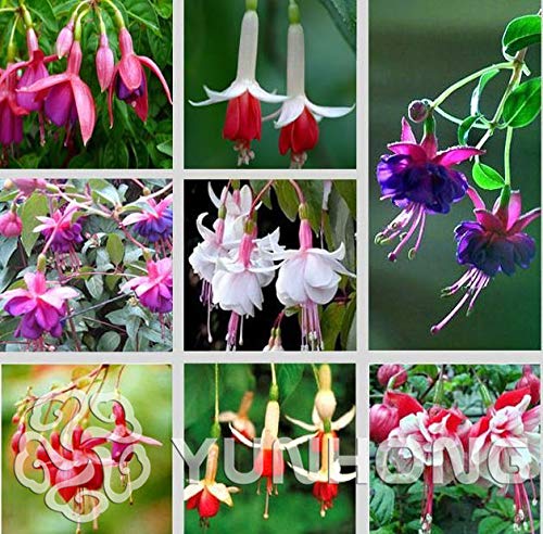 100pcs/bag Fuchsia Seeds, Fuchsia Flowers,Lantern Flower, Begonia Flower,Seeds Flower Seeds, Plant for Home Garden