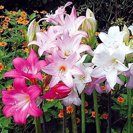 Amazon 国華園 夏植え球根 ホンアマリリス 桃 白2色セット 2色4球 各2球 Diy 工具 ガーデン