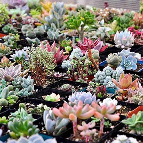 Queind 100pcs/ Bag Mixed Succulents Seeds Indoor Plants House Decorating Cacti & Succulents