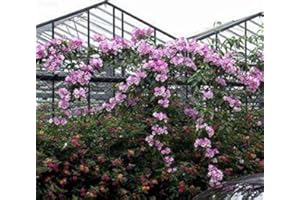 100pcs/ Bag Rare Garlic Vine Seeds Outdoor Blooming Bonsai Potted Garden Ornamental Plant for Flower Pot Planters : Seeds Onl