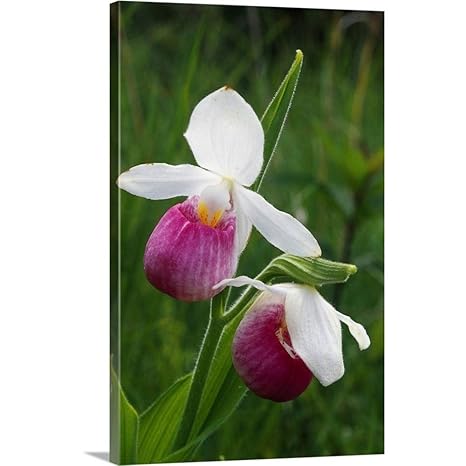 Amazon.com: Gran lona de George zucconi Derecho Lady Slipper ...