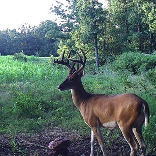 TROPHY ROCK Redmond AllNatural Mineral Rock/Salt Lick, Attract Deer and Big Game… (10 LB) My