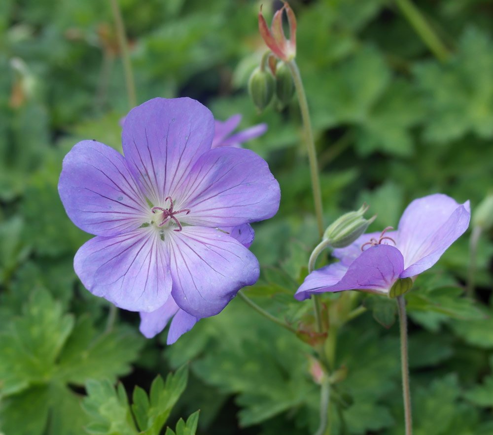 Hardy Geranium 'Rozanne' 15cm Pot Size