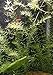 New Anacharis Egeria Elodea Densa Tropical Live Aquarium Aquatic Plant BUY2 +1 Free