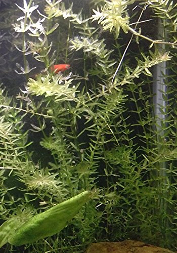 New Anacharis Egeria Elodea Densa Tropical Live Aquarium Aquatic Plant BUY2 +1 Free