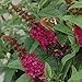 Miss Molly Red Butterfly Bush - Proven Winners - Live Plant - Quart Pot