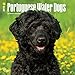 Portuguese Water Dogs 2018 Calendar