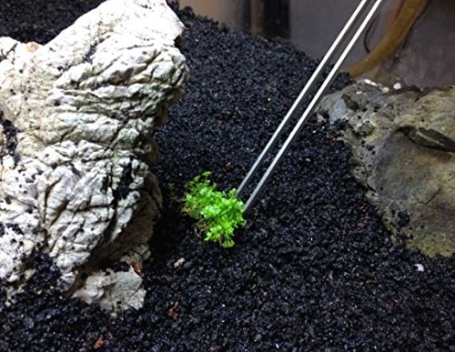 Mainam (1-Cup) Dwarf Baby Tears Carpet Imported Direct from Grower Live Aquarium Plants Decoration Tissue Culture for Freshwater Aquatic Plant Tank - Thumbnail 6