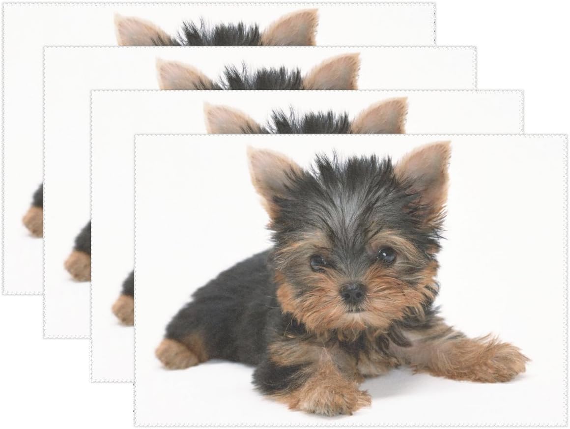 fluffy yorkshire terrier