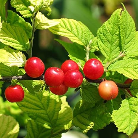 Amazon 赤実 ゆすらうめ 2年生苗木 ロングスリット鉢苗 植木