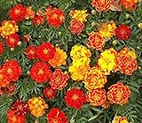 Marde Ross & Company 10,000+ Seeds of French
