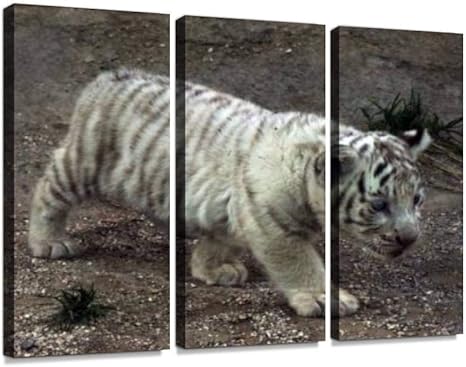 Amazon ホワイトタイガー 白 赤ちゃん 白い虎 生き物 ホワイト タイガー ベビー 飼育 哺乳類 大型 大きい 動物 干支 ほ乳類 トラモダン アートボード 壁アート 壁掛け モダンアート 壁飾り木枠セット 壁芸術 新築祝い インテリア オンライン通販