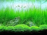Potted Tall Hairgrass by AquaLeaf Aquatics - Easy Aquatic Live Plant