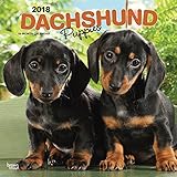 Dachshund Puppies 2018 12 x 12 Inch Monthly Square Wall Calendar, Animals Dog Breeds Puppies (Multilingual Edition)