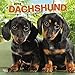 Dachshund Puppies 2018 12 x 12 Inch Monthly Square Wall Calendar, Animals Dog Breeds Puppies (Multilingual Edition)