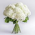 GlobalRose 10 White Hydrangea Flowers – Responsibly Sourced White Flowers – Hand-Picked Flowers Fresh Bouquet for Graduation, Anniversary, Birthday & Special Occasions