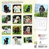 Image de Toy and Miniature Poodles 2018 12 x 12 Inch Monthly Square Wall Calendar, Animals Small Dog Breeds (Multilingual Edition)