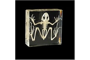 FHUILI Real Frog Skeleton Specimens - Frog Skeleton Natural Bone Model - Transparent Resin Animal Skeleton Embedding Specimen - Science Education Animal Anatomyl Specimen