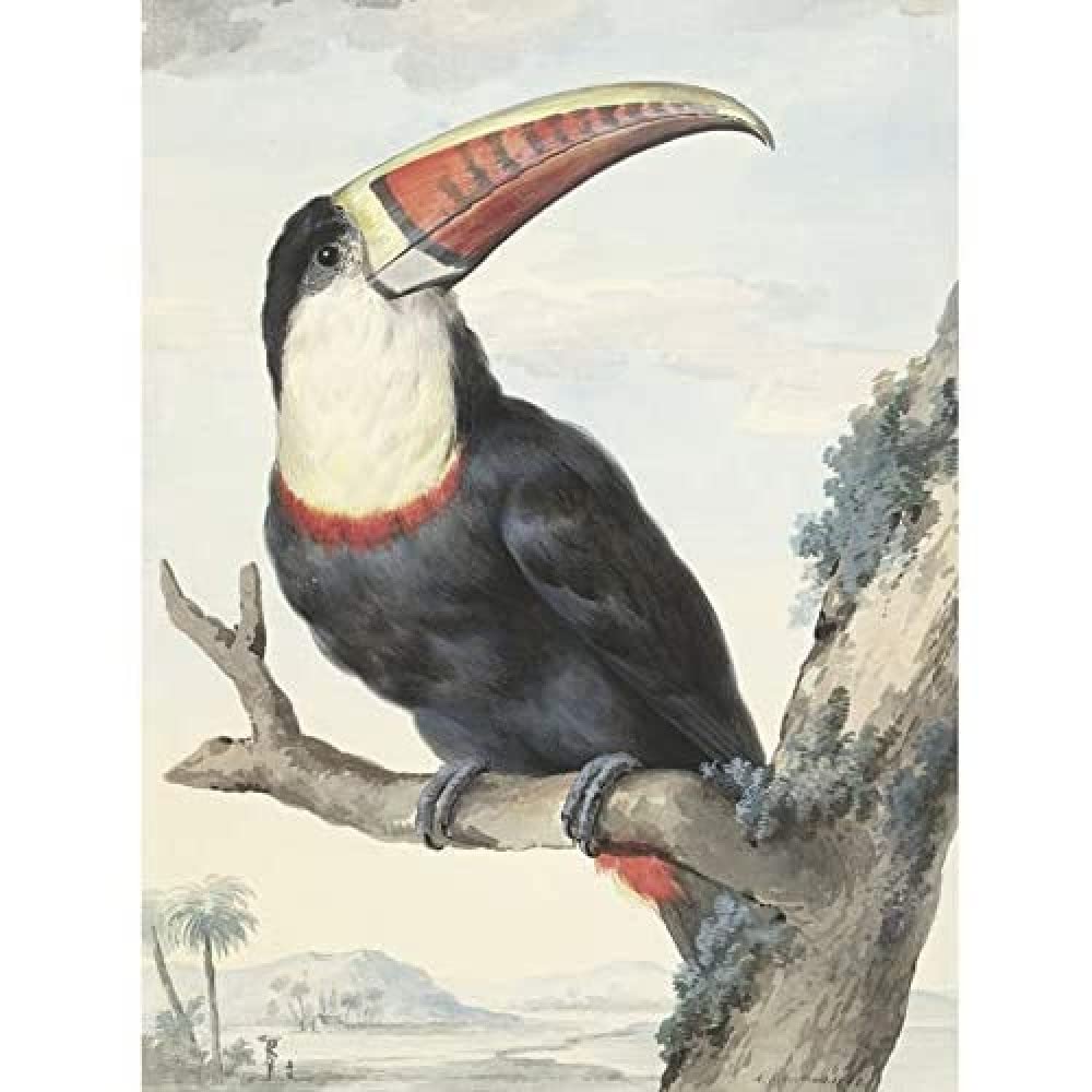 Artery8 Schouman Red-Billed Toucan Bird Painting Art Print Canvas Premium Wall Decor Poster Mural