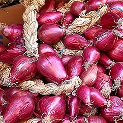 Seeds Red Shallot Onion Heirloom Vegetable for